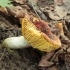 Gilded brittlegill - Russula aurea | Fotografijos autorius : Vytautas Gluoksnis | © Macronature.eu | Macro photography web site