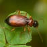 Giriažygis - Leistus terminatus | Fotografijos autorius : Žilvinas Pūtys | © Macrogamta.lt | Šis tinklapis priklauso bendruomenei kuri domisi makro fotografija ir fotografuoja gyvąjį makro pasaulį.