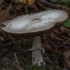 Girinis pievagrybis - Agaricus sylvicola | Fotografijos autorius : Žilvinas Pūtys | © Macrogamta.lt | Šis tinklapis priklauso bendruomenei kuri domisi makro fotografija ir fotografuoja gyvąjį makro pasaulį.