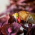 Girinukė - Sapromyza sp. | Fotografijos autorius : Oskaras Venckus | © Macrogamta.lt | Šis tinklapis priklauso bendruomenei kuri domisi makro fotografija ir fotografuoja gyvąjį makro pasaulį.