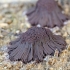 Rudasis šerpis - Stemonitis fusca | Fotografijos autorius : Darius Baužys | © Macrogamta.lt | Šis tinklapis priklauso bendruomenei kuri domisi makro fotografija ir fotografuoja gyvąjį makro pasaulį.