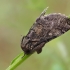 Gliufizija - Gluphisia crenata | Fotografijos autorius : Gintautas Steiblys | © Macrogamta.lt | Šis tinklapis priklauso bendruomenei kuri domisi makro fotografija ir fotografuoja gyvąjį makro pasaulį.