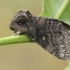 Gliufizija - Gluphisia crenata | Fotografijos autorius : Gintautas Steiblys | © Macrogamta.lt | Šis tinklapis priklauso bendruomenei kuri domisi makro fotografija ir fotografuoja gyvąjį makro pasaulį.