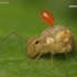 Globular springtail - Sminthuridae | Fotografijos autorius : Lukas Jonaitis | © Macronature.eu | Macro photography web site