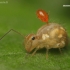 Rutuliškoji podūra - Sminthuridae | Fotografijos autorius : Lukas Jonaitis | © Macronature.eu | Macro photography web site