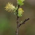 Gluosnis - Salix sp. | Fotografijos autorius : Gintautas Steiblys | © Macrogamta.lt | Šis tinklapis priklauso bendruomenei kuri domisi makro fotografija ir fotografuoja gyvąjį makro pasaulį.