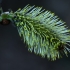 Paprastosios blindės - Salix caprea žiedas | Fotografijos autorius : Gintautas Steiblys | © Macrogamta.lt | Šis tinklapis priklauso bendruomenei kuri domisi makro fotografija ir fotografuoja gyvąjį makro pasaulį.
