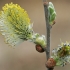 Blindė - Salix caprea | Fotografijos autorius : Gintautas Steiblys | © Macronature.eu | Macro photography web site