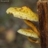 Auksaviršė skujagalvė - Pholiota aurivella | Fotografijos autorius : Žilvinas Pūtys | © Macronature.eu | Macro photography web site