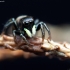 Auksaspalvis žėrūnas - Heliophanus auratus | Fotografijos autorius : Mindaugas Leliunga | © Macronature.eu | Macro photography web site