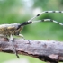 Žalsvasis stagarinukas - Agapanthia villosoviridescens  | Fotografijos autorius : Rasa Gražulevičiūtė | © Macronature.eu | Macro photography web site