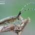Žalsvasis stagarinukas - Agapanthia villosoviridescens  | Fotografijos autorius : Gediminas Gražulevičius | © Macronature.eu | Macro photography web site