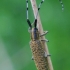 Žalsvasis stagarinukas - Agapanthia villosoviridescens  | Fotografijos autorius : Gediminas Gražulevičius | © Macronature.eu | Macro photography web site