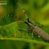Žalsvasis stagarinukas - Agapanthia villosoviridescens  | Fotografijos autorius : Romas Ferenca | © Macronature.eu | Macro photography web site