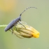 Žalsvasis stagarinukas - Agapanthia villosoviridescens | Fotografijos autorius : Eglė Vičiuvienė | © Macronature.eu | Macro photography web site
