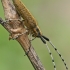 Žalsvasis stagarinukas - Agapanthia villosoviridescens | Fotografijos autorius : Gintautas Steiblys | © Macronature.eu | Macro photography web site