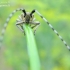 Žalsvasis stagarinukas - Agapanthia villosoviridescens | Fotografijos autorius : Rasa Gražulevičiūtė | © Macronature.eu | Macro photography web site