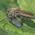 Golden-tabbed Robberfly - Eutolmus rufibarbis | Fotografijos autorius : Gintautas Steiblys | © Macrogamta.lt | Šis tinklapis priklauso bendruomenei kuri domisi makro fotografija ir fotografuoja gyvąjį makro pasaulį.