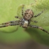 Gorse Crab Spider - Xysticus audax | Fotografijos autorius : Gintautas Steiblys | © Macronature.eu | Macro photography web site
