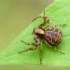 Gorse crab spider | Xysticus audax | Fotografijos autorius : Darius Baužys | © Macronature.eu | Macro photography web site