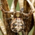 Gorse crab spider - Xysticus audax  | Fotografijos autorius : Gintautas Steiblys | © Macronature.eu | Macro photography web site