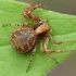 Gorse crab spider - Xysticus audax | Fotografijos autorius : Gintautas Steiblys | © Macronature.eu | Macro photography web site