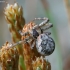 Pleištadėmis krabvoris - Xysticus audax | Fotografijos autorius : Romas Ferenca | © Macronature.eu | Macro photography web site