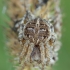 Rudasis rezginuolis - Agalenatea redii ♀ | Fotografijos autorius : Žilvinas Pūtys | © Macronature.eu | Macro photography web site