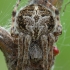 Gorse orbweaver - Agalenatea redii ♀ | Fotografijos autorius : Žilvinas Pūtys | © Macronature.eu | Macro photography web site