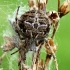 Gorse orbweaver - Agalenatea redii  | Fotografijos autorius : Gintautas Steiblys | © Macronature.eu | Macro photography web site