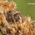 Rudasis rezginuolis - Agalenatea redii | Fotografijos autorius : Darius Baužys | © Macronature.eu | Macro photography web site