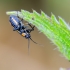 Gothic plant bug | Capsodes gothicus | Fotografijos autorius : Darius Baužys | © Macronature.eu | Macro photography web site