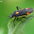 Gothic plant bug - Capsodes gothicus | Fotografijos autorius : Gintautas Steiblys | © Macronature.eu | Macro photography web site