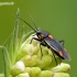 Gothic plant bug - Capsodes gothicus | Fotografijos autorius : Darius Baužys | © Macronature.eu | Macro photography web site