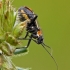Gothic plant bug - Capsodes gothicus | Fotografijos autorius : Darius Baužys | © Macronature.eu | Macro photography web site