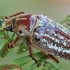 Grambuolys - Anoxia orientalis | Fotografijos autorius : Gintautas Steiblys | © Macrogamta.lt | Šis tinklapis priklauso bendruomenei kuri domisi makro fotografija ir fotografuoja gyvąjį makro pasaulį.