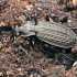 Granulated ground beetle - Carabus granulatus | Fotografijos autorius : Vytautas Tamutis | © Macronature.eu | Macro photography web site