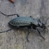 Granulated ground beetle - Carabus granulatus | Fotografijos autorius : Vytautas Gluoksnis | © Macronature.eu | Macro photography web site