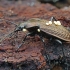 Gumburiuotasis puošniažygis - Carabus granulatus | Fotografijos autorius : Gintautas Steiblys | © Macronature.eu | Macro photography web site