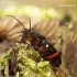 Granulated ground beetle - Carabus granulatus | Fotografijos autorius : Romas Ferenca | © Macronature.eu | Macro photography web site