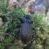 Granulated ground beetle - Carabus granulatus | Fotografijos autorius : Vytautas Gluoksnis | © Macronature.eu | Macro photography web site