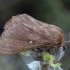 Grass Eggar - Lasiocampa trifolii ♀ | Fotografijos autorius : Žilvinas Pūtys | © Macronature.eu | Macro photography web site