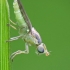 Grass Fly - Meromyza sp. | Fotografijos autorius : Vidas Brazauskas | © Macronature.eu | Macro photography web site