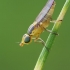 Grass Fly - Meromyza sp. | Fotografijos autorius : Gintautas Steiblys | © Macronature.eu | Macro photography web site