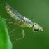 Grass Fly - Meromyza sp. | Fotografijos autorius : Vidas Brazauskas | © Macronature.eu | Macro photography web site