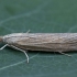 Grass Moth - Pediasia luteella | Fotografijos autorius : Žilvinas Pūtys | © Macronature.eu | Macro photography web site