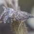 Grass Moth - Hyperlais lutosalis | Fotografijos autorius : Žilvinas Pūtys | © Macronature.eu | Macro photography web site