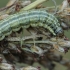 Grass Moth - Loxostege turbidalis, caterpillar | Fotografijos autorius : Gintautas Steiblys | © Macronature.eu | Macro photography web site