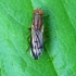 Grass fly - Opomyza germinationis | Fotografijos autorius : Romas Ferenca | © Macronature.eu | Macro photography web site