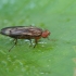 Grass fly - Opomyza germinationis | Fotografijos autorius : Gintautas Steiblys | © Macronature.eu | Macro photography web site